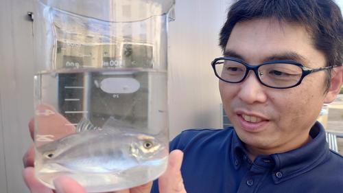 ハイブリッド養殖魚「カイワリ×アジ」桐蔭学園柔道部出身×さかなクン同僚で食用目指す