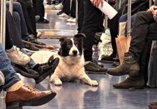 イタリアは犬との共生が根付く国…地下鉄乗車は当たり前　記者はほえられる日々