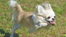 チワワとドッグスポーツに挑戦！ 犬の笑顔が見たいから