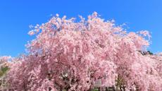 ご存知ですか？ 「桜」という名前の由来