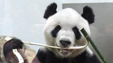 「アドベンチャーワールドがパンダ繁殖に成功した秘訣は、竹を食べ放題にしたから」辛坊治郎が解説