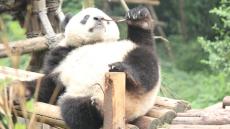 パンダの“しっぽ”は「白」？「黒」？ どっちだっけ？