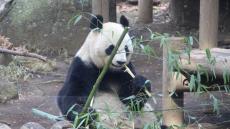 パンダが竹しか食べない「深い理由」