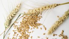 切り離して考えるべき「経済の問題」と「安全保障」　ウクライナ産穀物の通過容認したポーランド