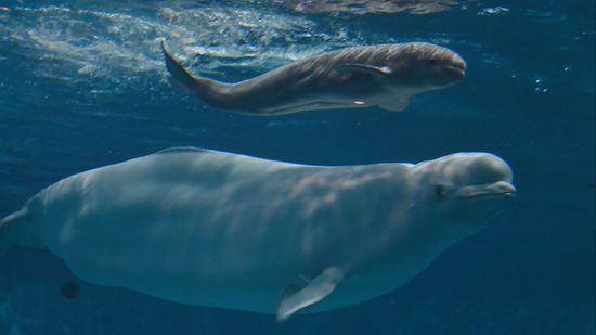 2か月連続のベビーラッシュ　しまね海洋館アクアスの“アイドル”シロイルカの「アーリャ」が赤ちゃんを出産　島根県