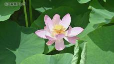 ピンクや白などハスの花が咲き始める　古代ハスとして有名な「大賀ハス」やほかの品種も次々と開花　鳥取県米子市