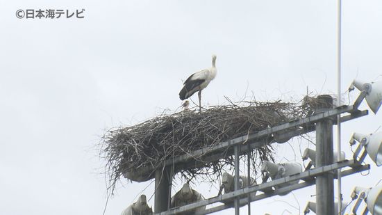 国の特別天然記念物「コウノトリ」が巣を作ったのは意外な場所！？　ひなの巣立ちを前に足環を取り付け　鳥取県八頭町