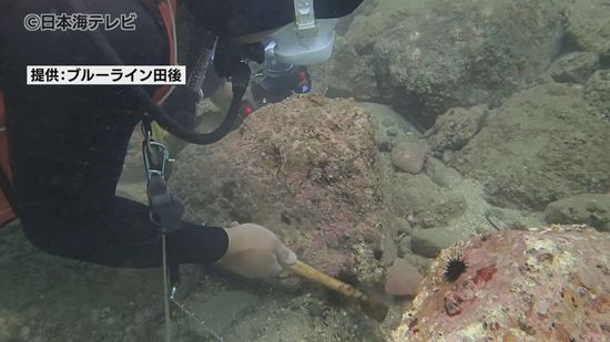 駆除を行うのは観光客　海の厄介者の駆除ツアー　全国的に問題となっている「ムラサキウニ」の大量発生の問題解決に新たな試み　鳥取県岩美町