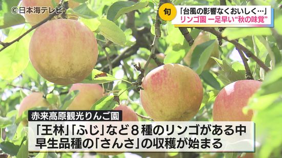 観光りんご園は台風の直撃免れシーズン営業スタート　日照時間が長かったことで糖度が高く仕上がる　島根県飯南町