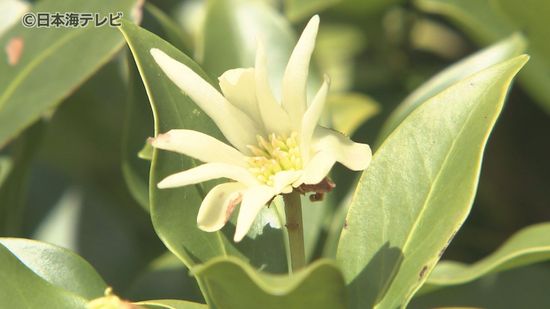 本来咲くのは4月から5月ごろ…　とっとり花回廊で春に咲く「シキミの花」が開花　猛暑の影響とみられるも原因は不明　鳥取県南部町