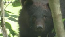 クマの親子が海浜公園に出没　通報受け探すも姿はなく　行政が注意呼びかけ　島根県浜田市