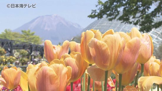 「喜びを花で表せたら」　チューリップの”山上げ作業”　開花を遅らせる独自の取り組みで長い期間花を楽しむ　鳥取県南部町