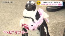 「縁起が良い感じで、すごくかわいい」　人気者のケープペンギンも新春らしい衣装に　飼育員特製の“ヘビ”マフラーなどを身に着けお散歩　島根県松江市