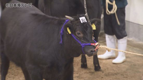 飼料や燃料の価格高騰の中…子牛の初競り　落札価格は？　3年前肉質日本一を獲得した種牛「久茂福」の子牛が最も多く出品　島根県