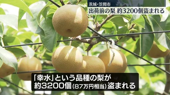 出荷前の梨、約3200個盗まれる　茨城・笠間市