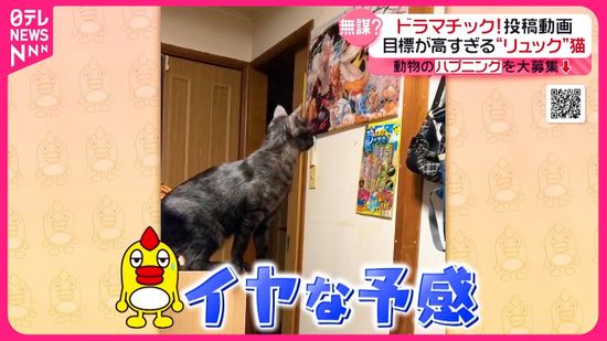 【投稿動画】リュックサックが大好きな猫　無謀なチャレンジ『every.特集』