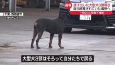 逃げ出した大型犬3頭　飼育されていた場所へ自分たちで戻る　千葉・四街道市【中継】