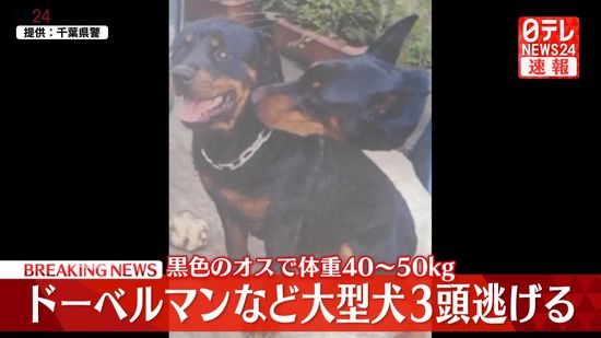 【速報】ドーベルマンなど大型犬3頭逃げる　黒色のオスで体重40～50kg　千葉・四街道市