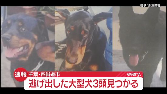 【速報】逃げ出したドーベルマンなど大型犬3頭が戻る　千葉・四街道市