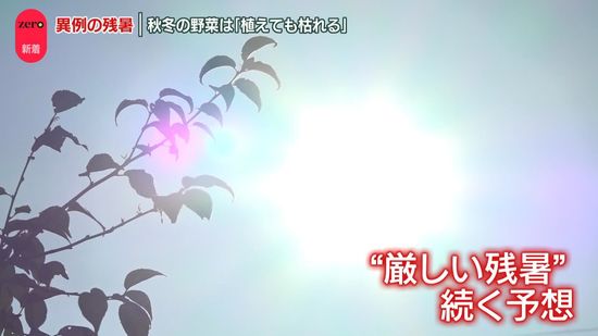 9月中旬に異例の残暑…いつまで？　野菜にも影響「植えても枯れてしまう」