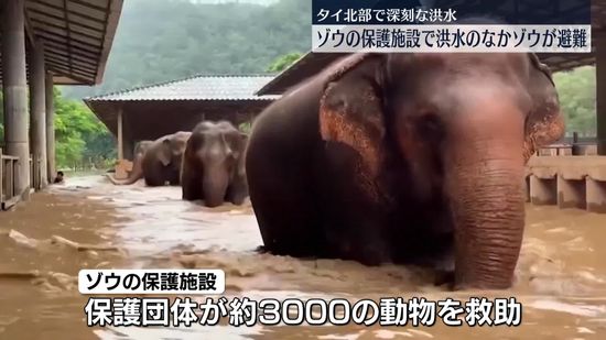 ゾウの保護施設で洪水のなか避難　タイ北部で深刻な洪水続く