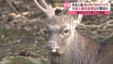 奈良公園で鹿の角に刺される事故相次ぐ　外国人観光客増加が要因か