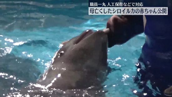 母亡くしたシロイルカの赤ちゃん公開　職員一丸…人工保育などで対応　島根