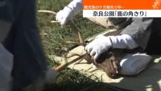 観光客のケガ相次ぐ中…奈良公園「鹿の角きり」行われる