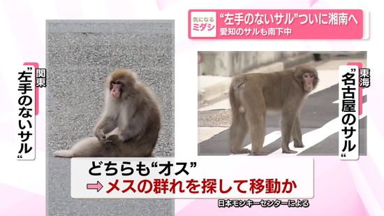 “左手のないサル”ついに湘南へ…愛知のサルも南下中