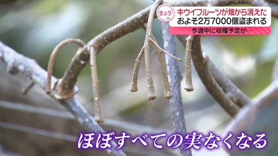 キウイフルーツ約2万7000個盗まれる　収穫目前に…　福岡・糸島市