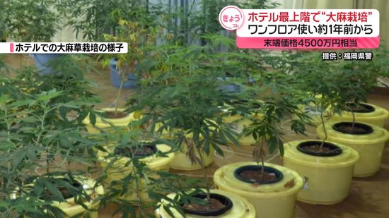 ホテル最上階で大規模に“大麻栽培”　乾燥植物片だけで末端価格4500万円相当