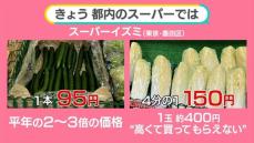 「鍋野菜」が高い！…キャベツ2倍、白菜1.47倍　いつまで？“お手頃野菜”使ったおススメ料理【#みんなのギモン】