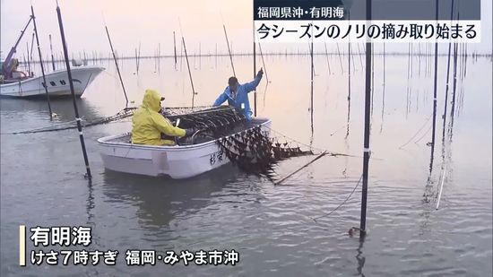 有明海で今シーズンのノリの摘み取り始まる　福岡県沖