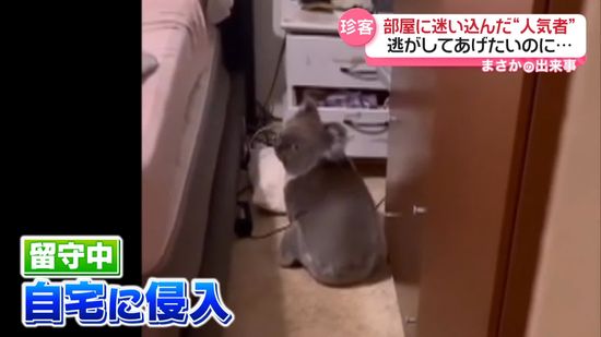 コアラが家に　住人が逃がそうとするも…　オーストラリア