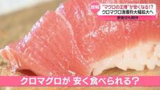 マグロの価格が安くなる？　「クロマグロ」漁獲枠が大幅拡大へ