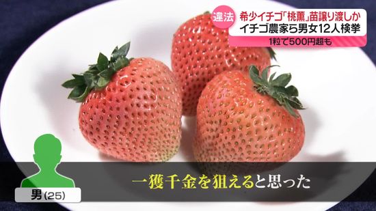 1粒で500円超も…希少イチゴ「桃薫」苗譲り渡しか　イチゴ農家ら男女12人検挙