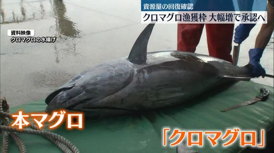 「クロマグロ」漁獲枠大幅増案　国際会議で承認へ