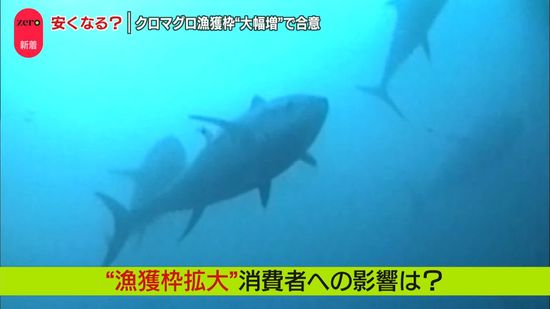 安くなる？ クロマグロ漁獲枠“大幅増”で合意