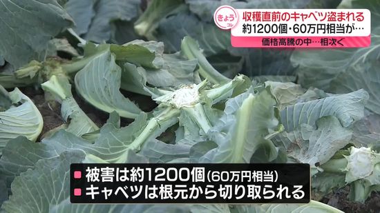 【速報】茨城県八千代町の畑で収穫前のキャベツ約1200個盗まれる…3日前には隣接する古河市で1200個の被害見つかる