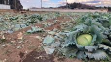 茨城県八千代町の畑でキャベツ約1200個盗まれる…3日前には隣接する古河市で1200個の被害見つかる