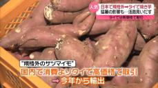 日本で規格外のサツマイモ、タイへ輸出　“焼き芋”人気で高値で取引