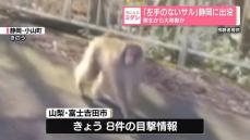 同一個体か　“左手のないサル”静岡に出没　福島県から大移動か