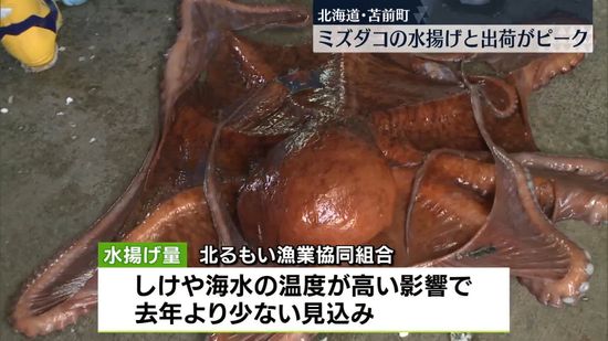 重さ20キロ以上のものも…ミズダコの水揚げと出荷ピーク　北海道苫前町