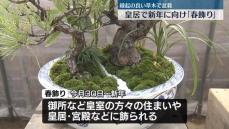 皇居で新年に向け「春飾り」の準備　縁起の良い草木で盆栽