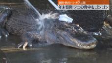 年末恒例、ワニ池の大掃除　静岡・東伊豆町「熱川バナナワニ園」