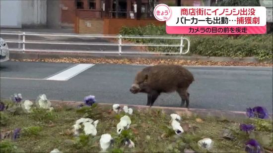 商店街にイノシシ出没　パトカーも出動、約2時間にわたる“捕獲劇”も…　山口市