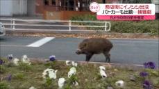 商店街にイノシシ出没　パトカーも出動、約2時間にわたる“捕獲劇”も…　山口市