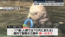 国内唯一のオスのラッコ死ぬ　福岡市の水族館