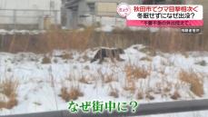 秋田市でクマ目撃相次ぐ　冬眠する時期に…なぜ出没？