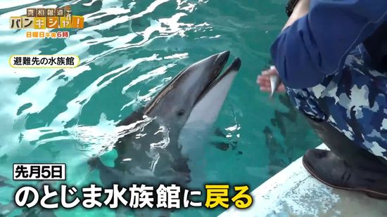 “避難イルカ”5頭が「のとじま水族館」に10か月ぶり帰還　横浜から600キロ…大移送の舞台裏【バンキシャ！】